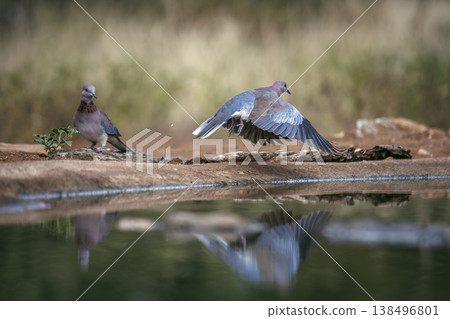 Laughing Dove in Greater Kruger National park, South Africa Laughing Dove in Greater Kruger National park, South Africa 138496801
