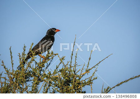Red billed Buffalo Weaver in Greater Kruger National park, South Africa Red billed Buffalo Weaver in Greater Kruger National park, South Africa 138496808