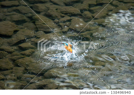 A kingfisher dives into the river but returns after failing to catch any food. A kingfisher dives into the river but returns after failing to catch any food. 138496940