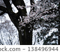 Cherry blossom trees and a spring landscape; a natural background with a bokeh effect; an emotional and gentle photograph of the Japanese season. 138496944