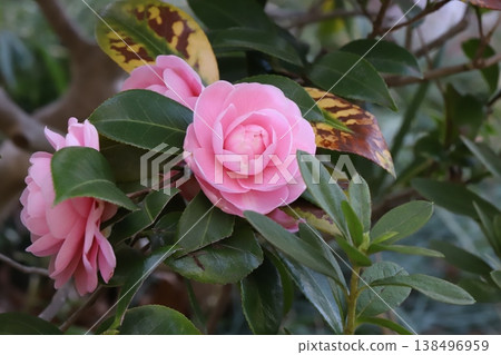 Pink, double-flowered camellia blossoms in the early spring garden. 138496959