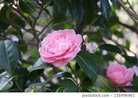 Pink, double-flowered camellia blossoms in the early spring garden. Pink, double-flowered camellia blossoms in the early spring garden. 138496961