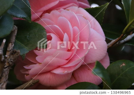 早春花園裡盛開著粉紅色的重瓣山茶花。 138496965