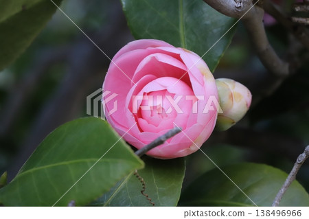 Pink, double-flowered camellia blossoms in the early spring garden. Pink, double-flowered camellia blossoms in the early spring garden. 138496966