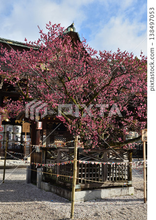 北野天滿宮:飛梅樹與正殿(京都市上京區) 北野天滿宮:飛梅樹與正殿(京都市上京區) 138497053