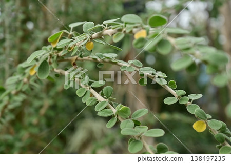 巨花草屬(錦葵科)常綠灌木 巨花草屬(錦葵科)常綠灌木 138497235