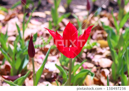 Tulip - A Fiery Love Tulip - A Fiery Love 138497236