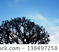 The silhouettes of trees stand out against the blue sky. 138497258