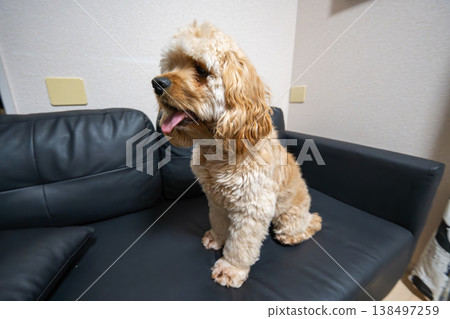 一隻狗（美國可卡犬）坐在沙發上。 138497259