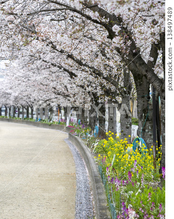 Cherry blossoms blooming along the riverbank road and flowers in flowerbeds 138497489