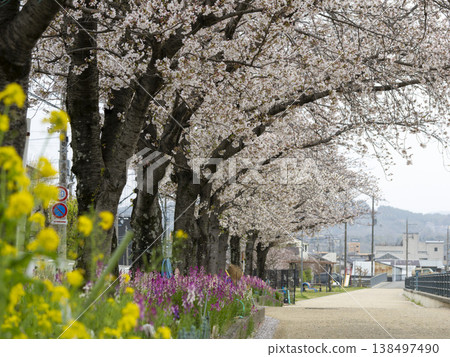 Cherry blossoms blooming along the riverbank road and flowers in flowerbeds 138497490