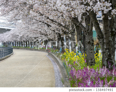Cherry blossoms blooming along the riverbank road and flowers in flowerbeds Cherry blossoms blooming along the riverbank road and flowers in flowerbeds 138497491