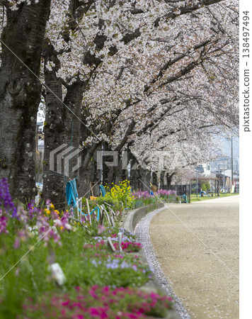 Cherry blossoms blooming along the riverbank road and flowers in flowerbeds 138497494