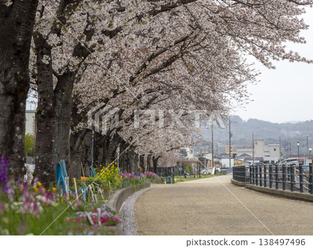 Cherry blossoms blooming along the riverbank road and flowers in flowerbeds Cherry blossoms blooming along the riverbank road and flowers in flowerbeds 138497496