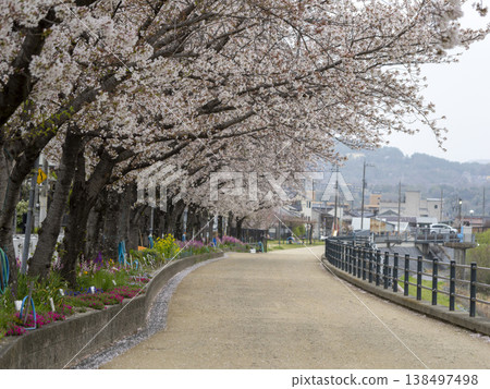 Cherry blossoms blooming along the riverbank road and flowers in flowerbeds 138497498