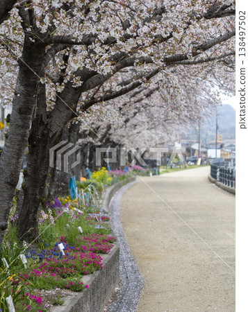 河岸路兩旁櫻花盛開,花壇裡花開。 河岸路兩旁櫻花盛開,花壇裡花開。 138497502
