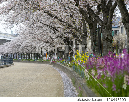 Cherry blossoms blooming along the riverbank road and flowers in flowerbeds Cherry blossoms blooming along the riverbank road and flowers in flowerbeds 138497503