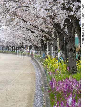 Cherry blossoms blooming along the riverbank road and flowers in flowerbeds Cherry blossoms blooming along the riverbank road and flowers in flowerbeds 138497504