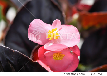 Begonia , Begonia x semperflorens cultorum or Wax begonia or pink begonia 138497509