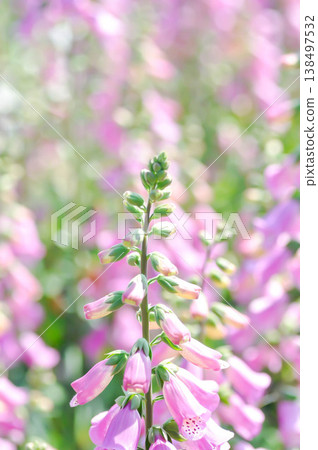Common Foxglove, Digitalis purpurea or  Foxglove or Plantaginaceae or Scrophulariaceae or  pink flower 138497532