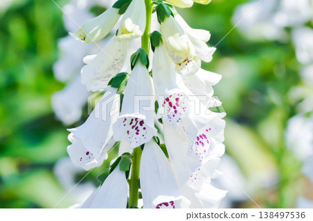 digitalis white or Common Foxglove, Digitalis purpurea or Plantaginaceae or Scrophulariaceae or  Digitalis purpurea Dalmatian White Spotted or white flower 138497536