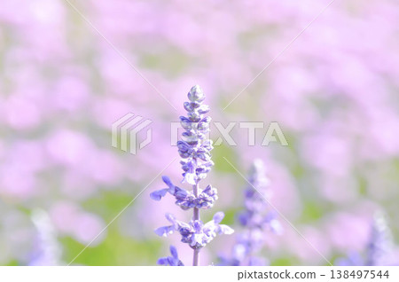 salvia blue giant or Blue Salvia, Mealy Cap Sage or Salvia farinacea Benth or Salvia farinacea or Salvia sp or Lamiaceae or purple flower salvia blue giant or Blue Salvia, Mealy Cap Sage or Salvia farinacea Benth or Salvia farinacea or Salvia sp or Lamiaceae or purple flower 138497544