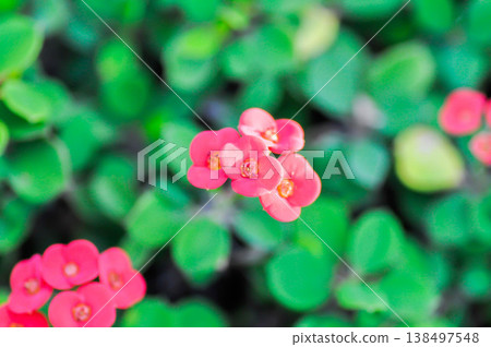 Christ Thorn, Euphorbia milii or Euphorbiaceae or Euphorbia milii Des Moul or Crown of thorns or Christ thorn or pink flower 138497548
