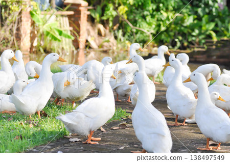 duck or ducks on the farm , farm animal duck or ducks on the farm , farm animal 138497549