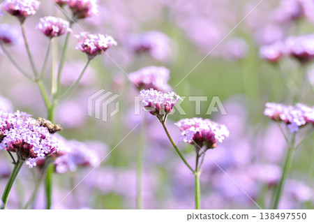 Verbena bonariensis , Verbena or Vervain or Verbenaceae or Verbena officinalis or purple flower Verbena bonariensis , Verbena or Vervain or Verbenaceae or Verbena officinalis or purple flower 138497550