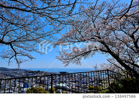 從東山公園的第二個觀景台上可以眺望JR二宮車站和相模灣週邊地區,櫻花盛開,景色優美。 從東山公園的第二個觀景台上可以眺望JR二宮車站和相模灣週邊地區,櫻花盛開,景色優美。 138497566
