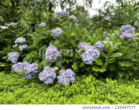 Purple hydrangeas blooming in a park in early summer (garden, landscape, rainy season colors) Purple hydrangeas blooming in a park in early summer (garden, landscape, rainy season colors) 138497577