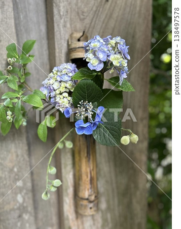 插在竹製花瓶中的藍色繡球花（日式初夏繡球，蕾絲繡球） 138497578