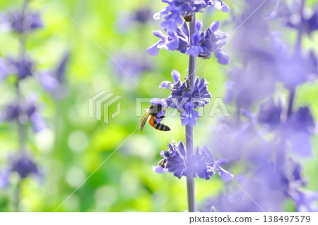salvia blue giant or Blue Salvia, Mealy Cap Sage or Salvia farinacea Benth or Salvia farinacea or Salvia sp or Lamiaceae or purple flower and a bee salvia blue giant or Blue Salvia, Mealy Cap Sage or Salvia farinacea Benth or Salvia farinacea or Salvia sp or Lamiaceae or purple flower and a bee 138497579