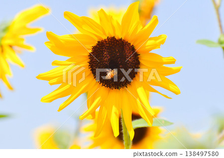 Sunflower, Asteraceae or Helianthus annuus L or yellow flower and sky Sunflower, Asteraceae or Helianthus annuus L or yellow flower and sky 138497580