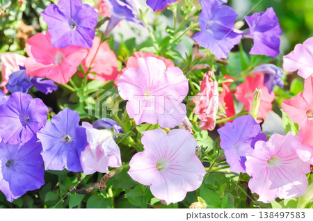 petunia or Petunia hybrida , hybrida Vilm or SOLANACEAE or pink petunia or pink flower 138497583