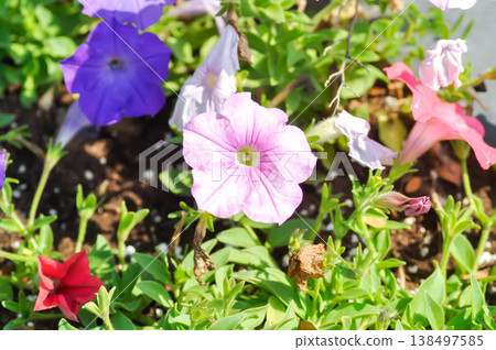 petunia or Petunia hybrida , hybrida Vilm or SOLANACEAE or pink petunia or pink flower 138497585
