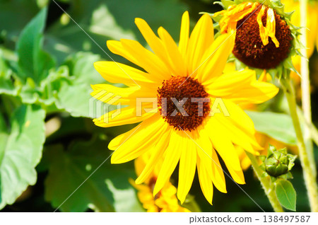 Sunflower, Asteraceae or Helianthus annuus L or yellow flower and sky Sunflower, Asteraceae or Helianthus annuus L or yellow flower and sky 138497587