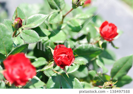briosa rose , red rose or Garden roses , zaide rose or William Christie Rose or Mary Rose or Rosa damascena Mill or Rose or Damask rose or Rosaceae or red flower briosa rose , red rose or Garden roses , zaide rose or William Christie Rose or Mary Rose or Rosa damascena Mill or Rose or Damask rose or Rosaceae or red flower 138497588