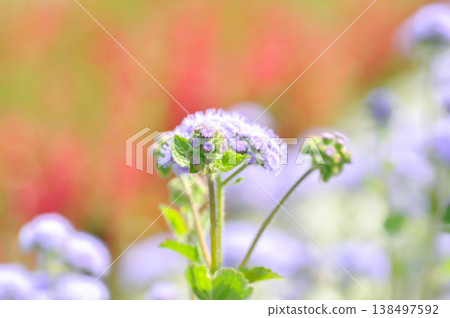 Ageratum, Ageratum blue planet, Ageratum conyzoides subsp or Ageratum houstonianum Mill or Asteraceae or Flossflower or purple flower Ageratum, Ageratum blue planet, Ageratum conyzoides subsp or Ageratum houstonianum Mill or Asteraceae or Flossflower or purple flower 138497592
