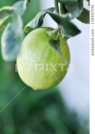 lemon tree or lemon plant , lemon on the tree lemon tree or lemon plant , lemon on the tree 138497595