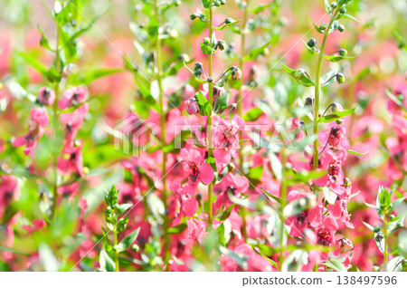 Angelonia, Angelonia angustifolia or Angelonia goyazensis or Little Turtle Flower or Plantaginaceae or Scrophulariaceae or red flower Angelonia, Angelonia angustifolia or Angelonia goyazensis or Little Turtle Flower or Plantaginaceae or Scrophulariaceae or red flower 138497596