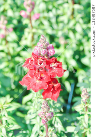 Antirrhinum majus, Antirrhinum majus Doubleshot Crimson Red or Plantaginaceae or Snapdragon or red flower Antirrhinum majus, Antirrhinum majus Doubleshot Crimson Red or Plantaginaceae or Snapdragon or red flower 138497597