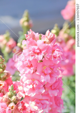 Antirrhinum majus Early Potomac Pink, Potomac Pink Snapdragon or Pink Snapdragon or Antirrhinum majus or Plantaginaceae or Snapdragon or pink flower Antirrhinum majus Early Potomac Pink, Potomac Pink Snapdragon or Pink Snapdragon or Antirrhinum majus or Plantaginaceae or Snapdragon or pink flower 138497607