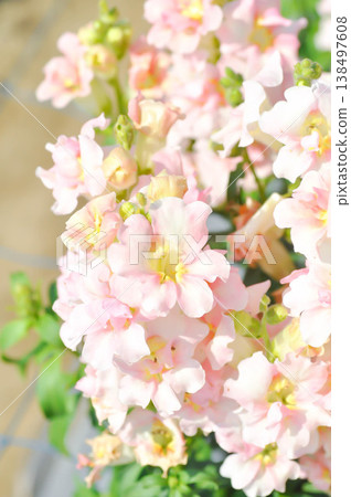 Snapdragon Rocket Rose Shades or Antirrhinum majus Early Potomac Pink, Potomac Pink Snapdragon or Pink Snapdragon or Antirrhinum majus or Plantaginaceae or Snapdragon or pink flower Snapdragon Rocket Rose Shades or Antirrhinum majus Early Potomac Pink, Potomac Pink Snapdragon or Pink Snapdragon or Antirrhinum majus or Plantaginaceae or Snapdragon or pink flower 138497608