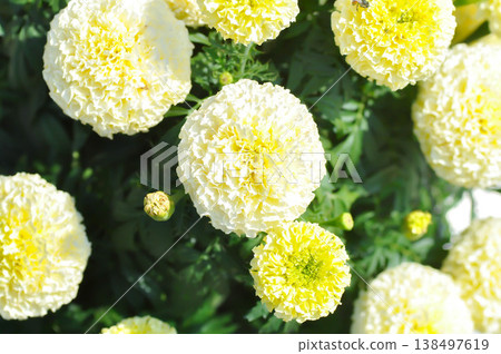 white vanilla African Marigold or African Marigold or Compositae or Tagetes erecta L or Vanilla Marigold or White African Marigold or White Marigold white vanilla African Marigold or African Marigold or Compositae or Tagetes erecta L or Vanilla Marigold or White African Marigold or White Marigold 138497619