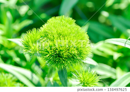 Sweet William Kiwi Mellow Cool or Caryophyllaceae, Dianthus barbatus or  Dianthus barbatus Kiwi Mellow Cool or Kiwi Mellow Cool or Sweet William or green flower 138497625