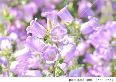 Campanula Campana Lilac or Campanula medium Campana purple or Bellflower or Campanula medium Champion or Campanulaceae or Canterbury Bells or purple flower Campanula Campana Lilac or Campanula medium Campana purple or Bellflower or Campanula medium Champion or Campanulaceae or Canterbury Bells or purple flower 138497635
