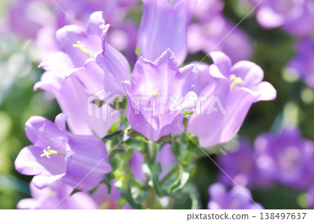 Campanula Campana Lilac or Campanula medium Campana purple or Bellflower or Campanula medium Champion or Campanulaceae or Canterbury Bells or purple flower 138497637