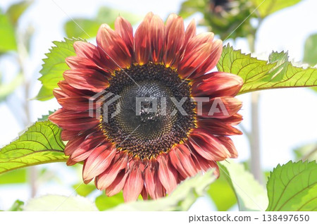 red flower or Floristan Helianthus annuus or Helianthus annuus or Red Sunflower Floristan or Velvet Queen Sunflower or Sunflower or Asteraceae, Common Sunflower red flower or Floristan Helianthus annuus or Helianthus annuus or Red Sunflower Floristan or Velvet Queen Sunflower or Sunflower or Asteraceae, Common Sunflower 138497650
