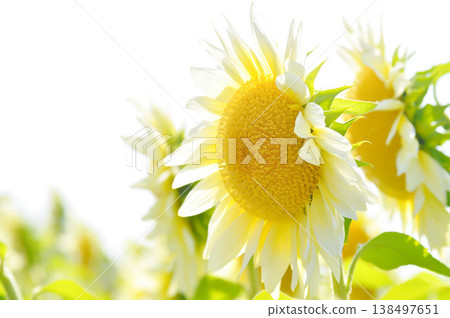 White Sunflower, sunflower or Asteraceae or H annuus or Helianthus annuus L or Helianthus annuus ProCut White Nite or white flower and sky White Sunflower, sunflower or Asteraceae or H annuus or Helianthus annuus L or Helianthus annuus ProCut White Nite or white flower and sky 138497651